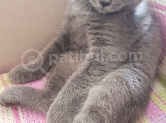 3 Aylik Scotti̇sh Fold Safkan Gri̇