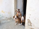 60 Gunluk Shoow Kali̇te Ingiliz Bulldog Yavrular