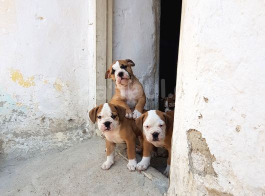 60 Gunluk Shoow Kali̇te Ingiliz Bulldog Yavrular görsel