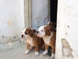 60 Gunluk Shoow Kali̇te Ingiliz Bulldog Yavrular