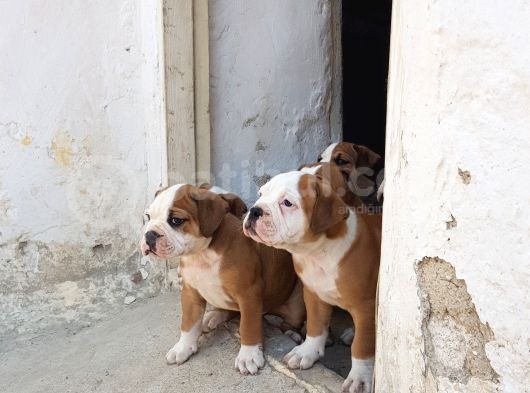 60 Gunluk Shoow Kali̇te Ingiliz Bulldog Yavrular görsel