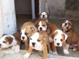 60 Gunluk Shoow Kali̇te Ingiliz Bulldog Yavrular