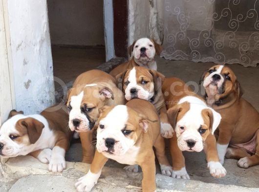 60 Gunluk Shoow Kali̇te Ingiliz Bulldog Yavrular görsel