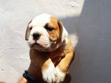 60 Gunluk Shoow Kali̇te Ingiliz Bulldog Yavrular