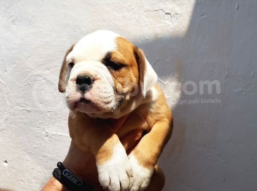 60 Gunluk Shoow Kali̇te Ingiliz Bulldog Yavrular görsel