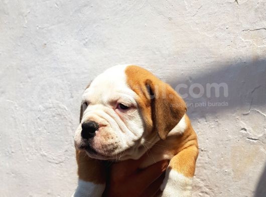 60 Gunluk Shoow Kali̇te Ingiliz Bulldog Yavrular görsel