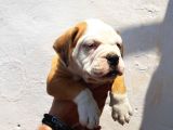 60 Gunluk Shoow Kali̇te Ingiliz Bulldog Yavrular