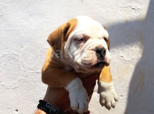 60 Gunluk Shoow Kali̇te Ingiliz Bulldog Yavrular görsel
