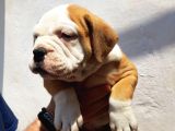 60 Gunluk Shoow Kali̇te Ingiliz Bulldog Yavrular