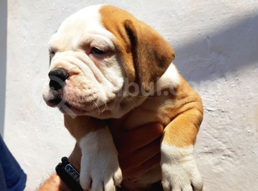 60 Gunluk Shoow Kali̇te Ingiliz Bulldog Yavrular görsel