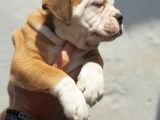 60 Gunluk Shoow Kali̇te Ingiliz Bulldog Yavrular