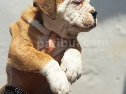 60 Gunluk Shoow Kali̇te Ingiliz Bulldog Yavrular