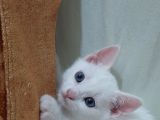 British Shorthair Tekir Kırması