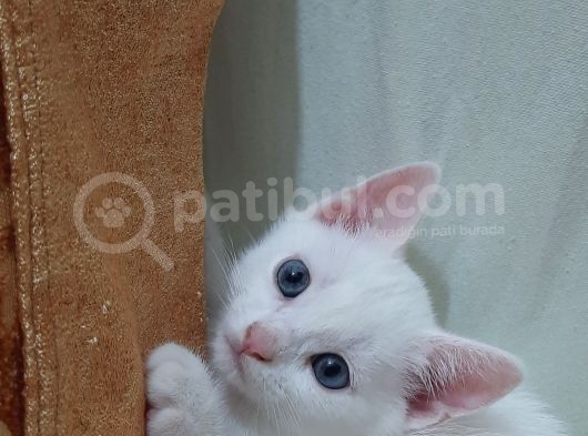 British Shorthair Tekir Kırması görsel