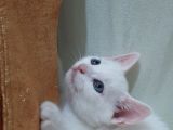 British Shorthair Tekir Kırması