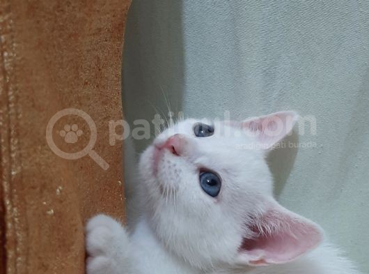British Shorthair Tekir Kırması