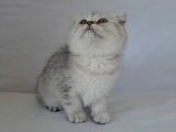 Scottish Fold