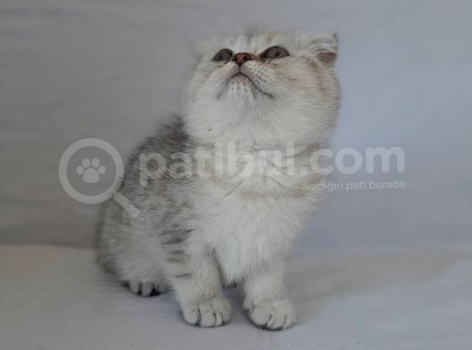 Scottish Fold