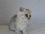 Scottish Fold