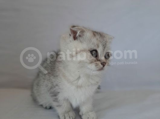 Scottish Fold görsel
