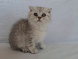Scottish Fold