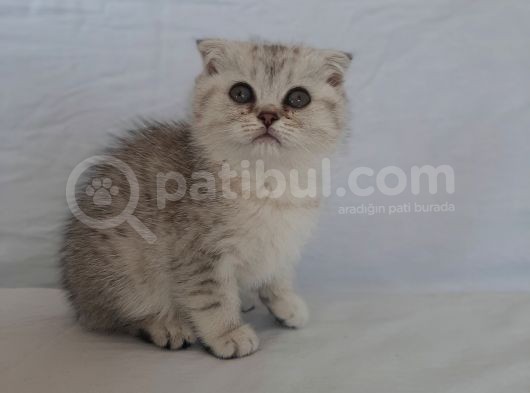 Scottish Fold görsel