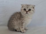 Scottish Fold
