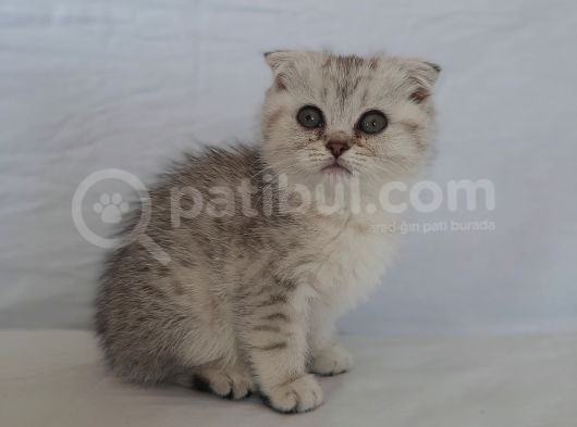 Scottish Fold görsel