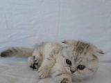 Scottish Fold