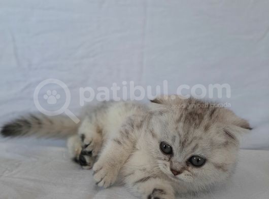 Scottish Fold görsel