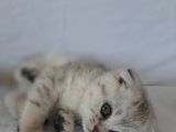 Scottish Fold