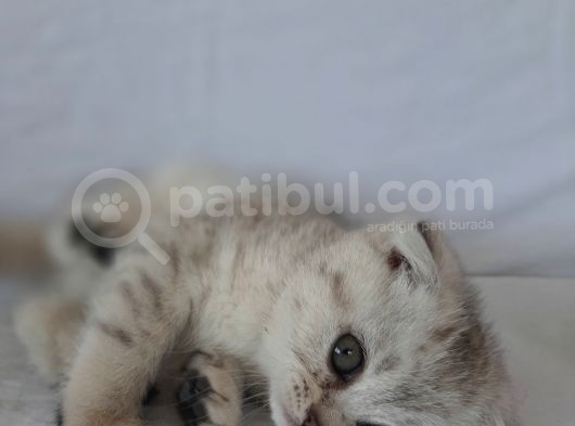 Scottish Fold görsel