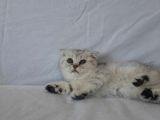 Scottish Fold