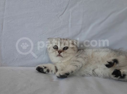 Scottish Fold görsel