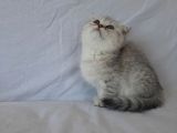 Scottish Fold
