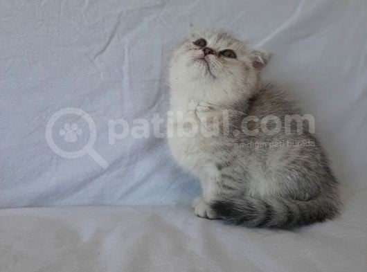 Scottish Fold görsel