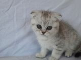 Scottish Fold