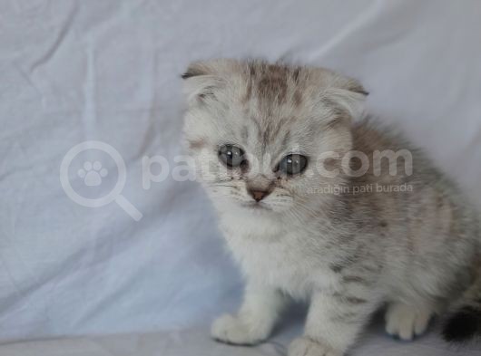 Scottish Fold görsel