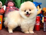 AA Kalite Safkan  Pomeranian Oğlumuz
