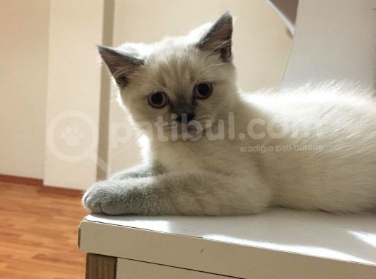 Acil Yeni Sahiplerini Bekliyoruz görsel