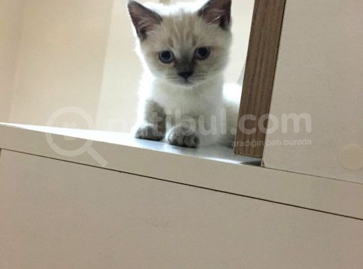 Acil Yeni Sahiplerini Bekliyoruz