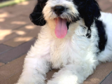 Bernadoodle Dizayn Irk Özel Nadir Köpekler