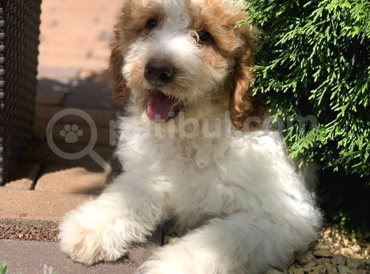 Standart Particolour Poodle Nadir Renk Yavrular görsel
