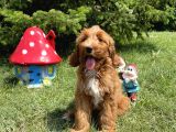 Labradoodle F2 B Red Oğlumuz Bruno