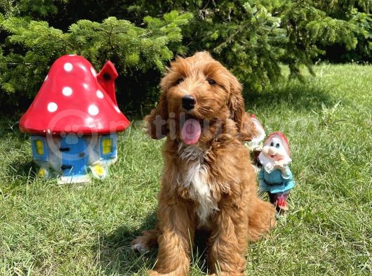 Labradoodle F2 B Red Oğlumuz Bruno