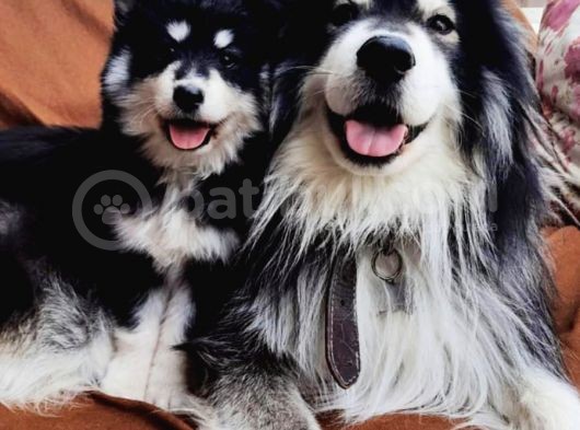 Alaskan Malamute Iri Çok Kaliteli Yavrumuz
