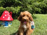 Labradoodle F2 B Red Oğlumuz Bruno