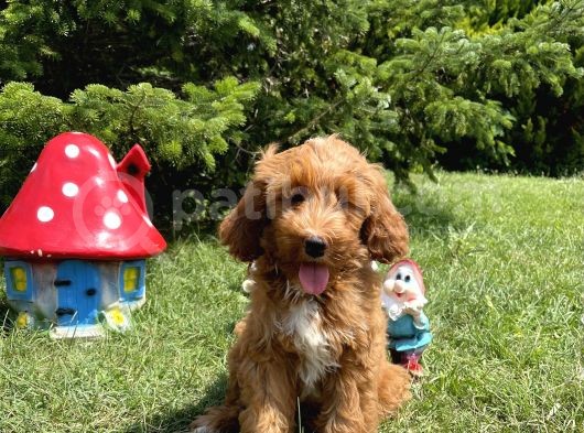 Labradoodle F2 B Red Oğlumuz Bruno görsel