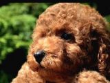 Red Brown Toy Poodle Anne Baba Secereli Sözleşmeli