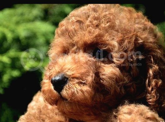 Red Brown Toy Poodle Anne Baba Secereli Sözleşmeli görsel